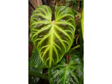 98dd3d802900f767515f6d9e0e6bcc09--philodendron-monstera-plant-catalogs - .jpg