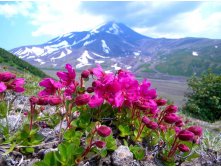 Rododendron kamchatskij.jpg