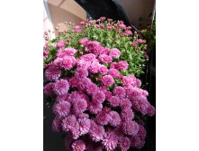 IMG 20181003 111413.jpg
