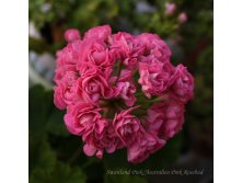 Swanland Pink Australien Pink Rosebud.JPG