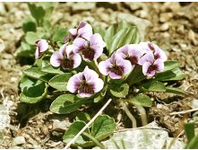 Viola tianschanica