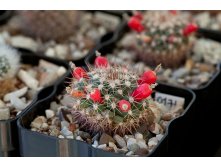 Mammillaria bocensis IMG 2928.jpg