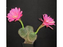 Echinopsis kermesina