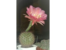 Echinopsis kermesina VG-610