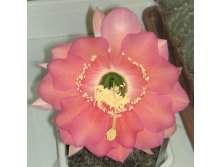 Echinopsis kermesina VG-610