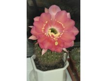 Echinopsis kermesina VG-610