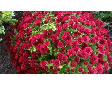 Cheri Red цветок 4 см высота 40см цветение сентябрь