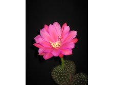 Echinopsis kermesina