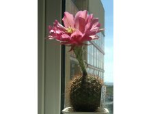 Echinopsis kermesina VG-610