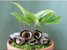 Asarum campaniforme.jpg