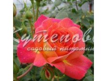 Роза флорибунда Мидсаммер С2 300р