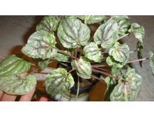     (Peperomia caperata)