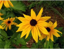 Rudbeckia5.jpg