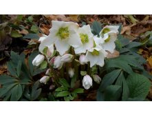   " " (Helleborus niger)- 400 .