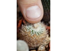 Epithelantha micromeris IMG 7087.jpg