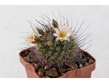 Mammillaria johnstonii var guaymensis IMG 7452.jpg