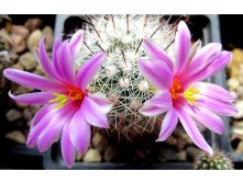 Mammillaria boolii