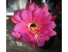 Echinopsis kermesina