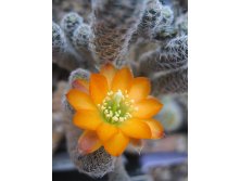 Rebutia pygmaea var. diersiana