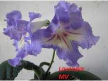 Lavender (Kl).jpg