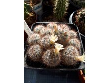 Mammillaria prolifera