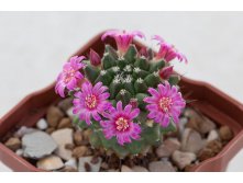 Mammillaria sartorii IMG 7049.jpg