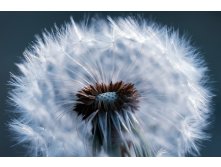 Dandelion-3318714 960 720.jpg