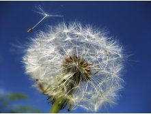 Dandelion-53800 960 720.jpg