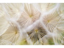 Dandelions-691928 960 720.jpg