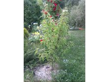 Персик Воронежский кустовой 2018г