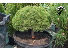  Pinus uncinata Jezek C2 stem 30 cm-.jpg