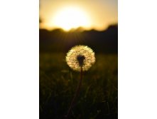 Dandelion-1806772 960 720.jpg