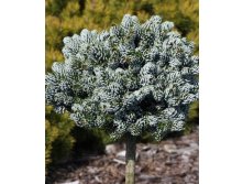  Abies koreana Kohout's Icebreak C2 stem 30 cm==954 .-.jpg