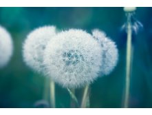 Dandelion-4183146 960 720.jpg