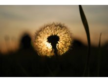 Dandelion-421044 960 720.jpg