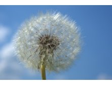 Dandelion-4227541 960 720.jpg