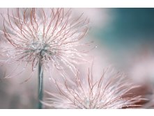 Pasqueflower-3066824 960 720.jpg