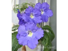 Azure Giant.. (2).JPG