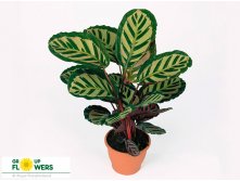    ( Calathea roseopicta Cora) -