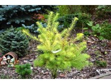 Larix kaempferi Magic Gold 90 CM STEM C7,5/P26 2 YEARS CROWN-  46    3