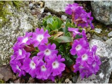 Primula wulfeniana.jpg