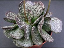   ( Adromischus MACULATUS) - 250- 300 .