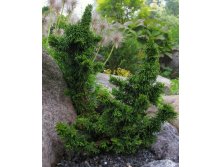 Thuja occ. Maloyana Holup C7,5/P26 30-40 CM- 25,60   3