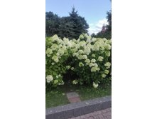 IMG 20190729 115651.jpg