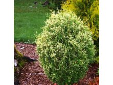     (Thuja occidentalis Gold Perle)-.jpg