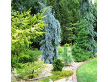 Picea pungens The Blues C12 50-60 CM- 85,50 .  1