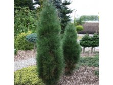 Pinus nigra Green Tower C3/P19 25-30 CM  16,60   2