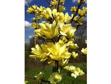  Magnolia brooklynensis Yellow Bird C5 80-100-26,58