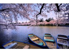 Japan-cherryblossom-boats.jpg