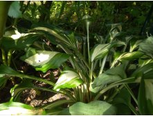 Hosta Undulata Albomarginata